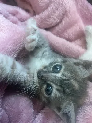 0-1 month Male Purebred American Shorthair