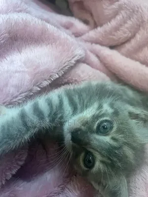 0-1 month Female Purebred Abyssinian