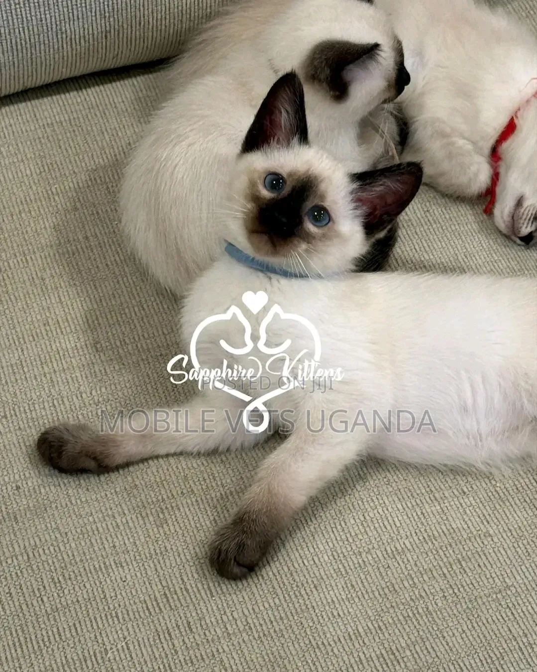 1-3 months Male Purebred Ragdoll