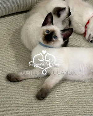 1-3 months Male Purebred Ragdoll