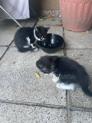 3-6 months Male Purebred American Wirehair