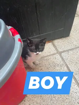 0-1 month Male Purebred American Wirehair