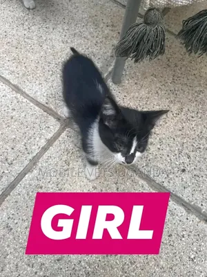 3-6 months Female Purebred Somali