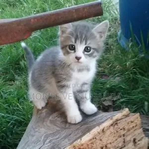 0-1 month Male Purebred Tabby