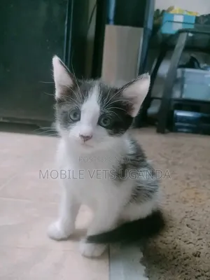 1-3 months Male Purebred Tonkinese