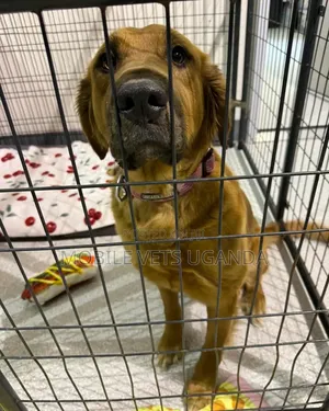 6-12 months Female Purebred Boerboel