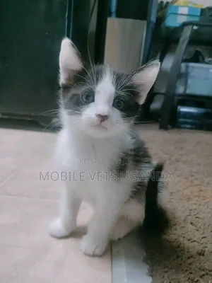 1-3 months Female Purebred American Bobtail