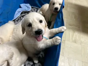 1-3 months Female Purebred Golden Retriever