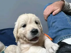 3-6 months Female Purebred Golden Retriever