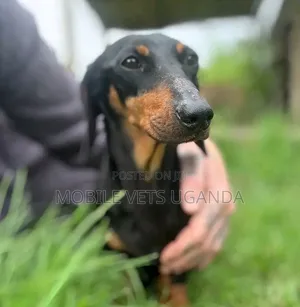 1-3 months Male Purebred Dachshund