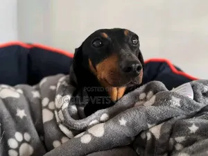 6-12 months Female Purebred Dachshund