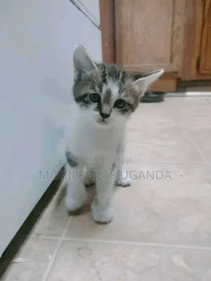 1-3 months Female Purebred Bombay