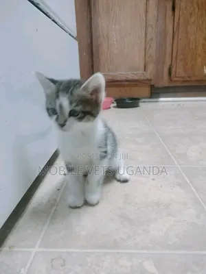1-3 months Female Purebred Savannah