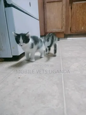 0-1 month Female Purebred American Curl
