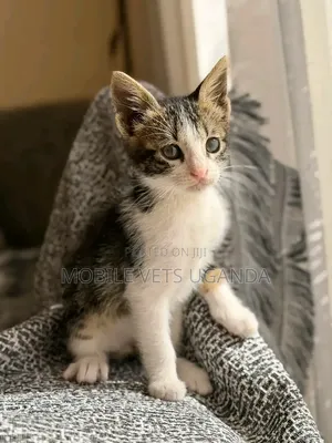 1-3 months Female Purebred Balinese