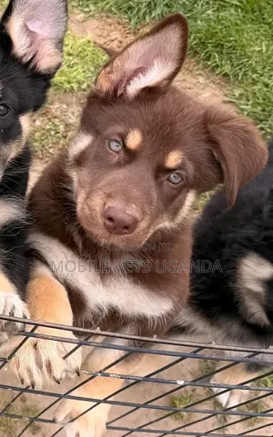 1-3 months Male Purebred Siberian Husky