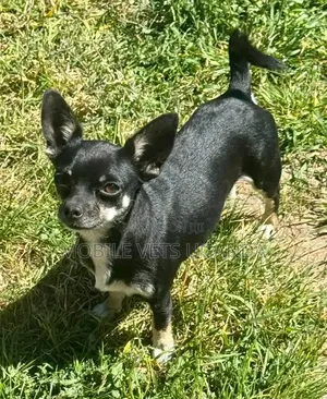 3-6 months Male Purebred Chihuahua