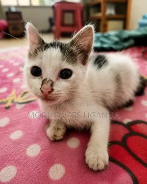 1-3 months Male Purebred American Shorthair