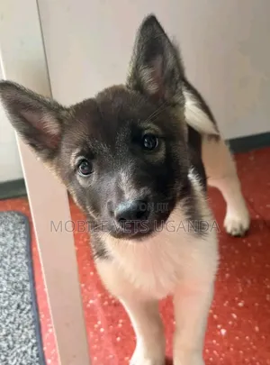 1-3 months Male Purebred German Shepherd