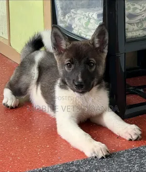 0-1 month Female Purebred German Shepherd
