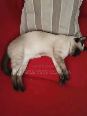 3-6 months Male Purebred Ragdoll