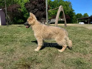 1-3 months Male Purebred German Shepherd