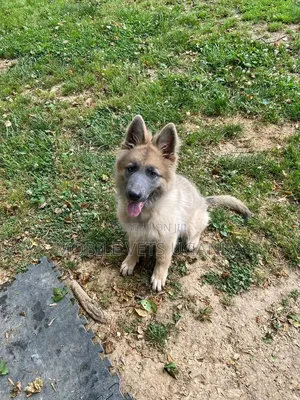 1-3 months Female Purebred German Shepherd