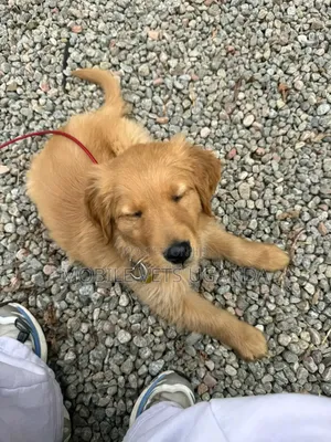 3-6 months Male Purebred Golden Retriever