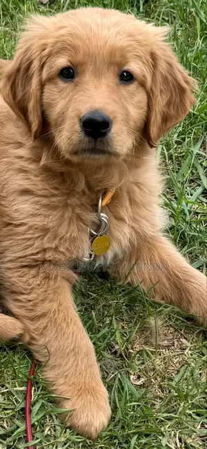 3-6 months Female Purebred Golden Retriever