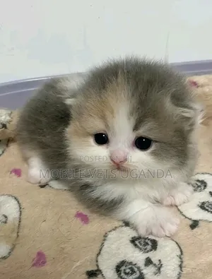 3-6 months Female Purebred Persian