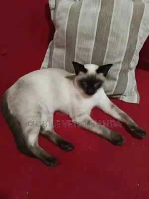 1-3 months Female Purebred Ragdoll