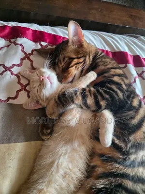 1-3 months Male Purebred Bombay