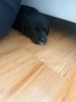 1-3 months Male Purebred Labrador Retriever