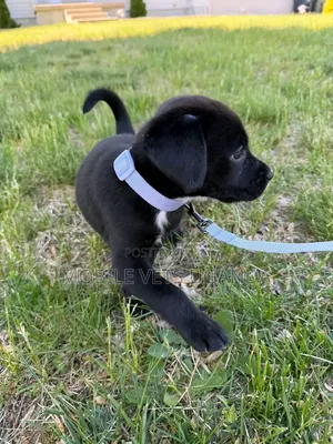 1-3 months Female Purebred Labrador Retriever