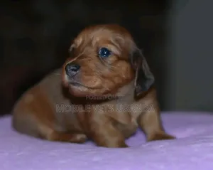 0-1 month Male Purebred Dachshund
