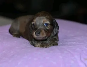 1-3 months Female Purebred Dachshund