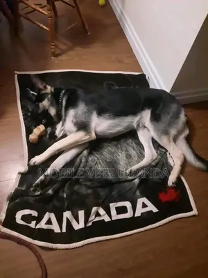 3-6 months Female Purebred German Shepherd
