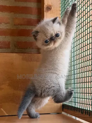 1-3 months Female Purebred Persian