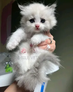 1-3 months Female Purebred American Bobtail