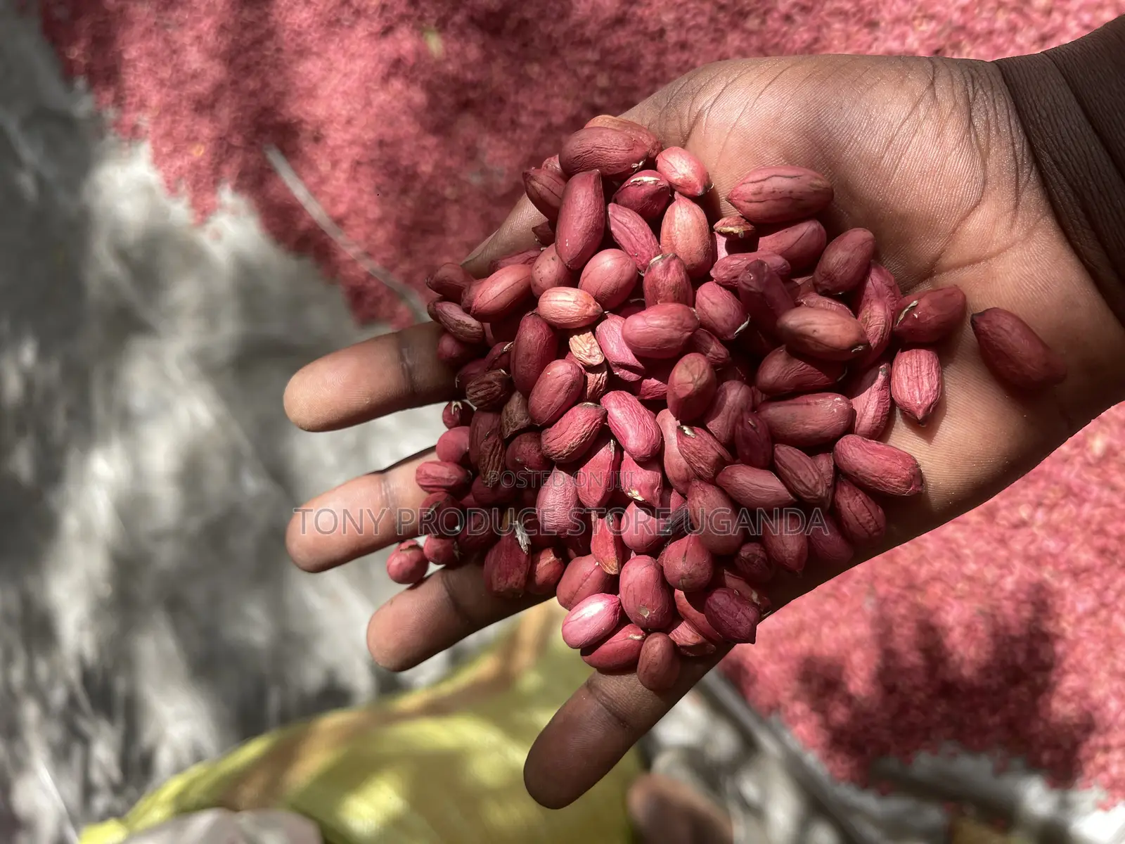 Ground Nuts