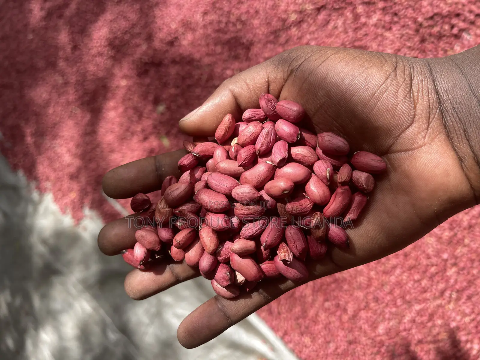Ground Nuts