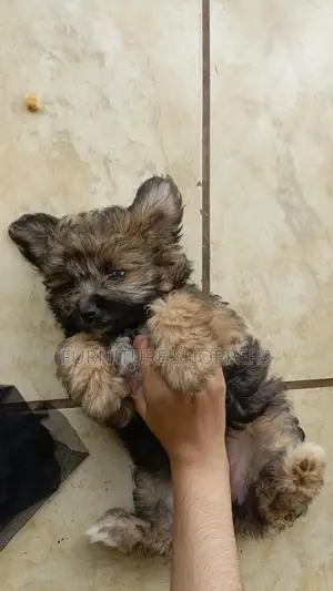 1-3 months Female Purebred Maltese