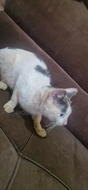 6-12 months Male Purebred Exotic