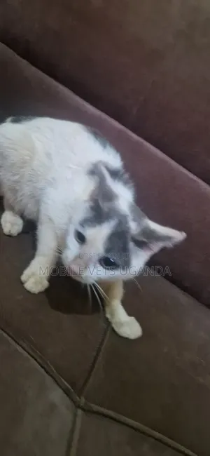 1-3 months Female Purebred American Curl