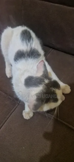 6-12 months Male Purebred Javanese