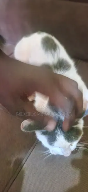 1+ year Male Purebred Bengal