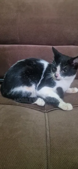1-3 months Female Purebred American Shorthair