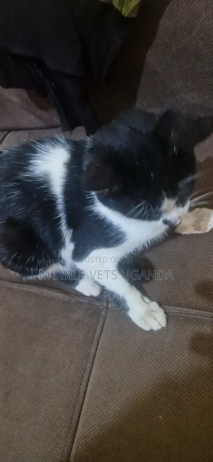 3-6 months Female Purebred Manx