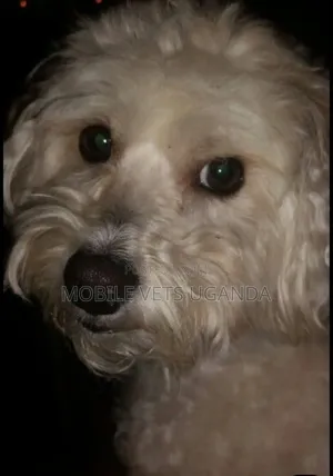 3-6 months Male Purebred Maltese