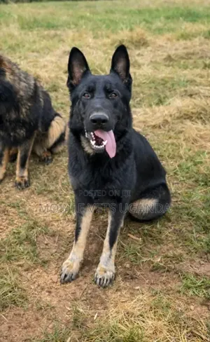 1+ year Male Purebred German Shepherd